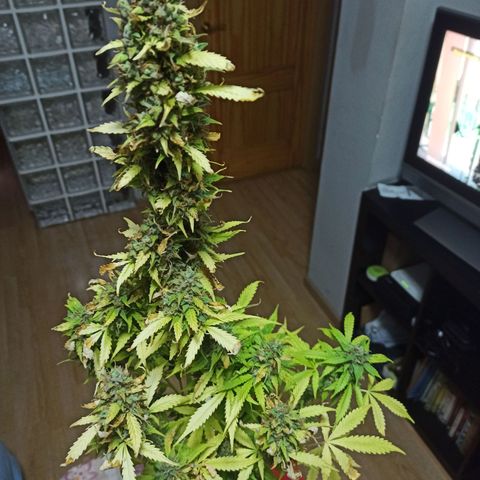 4 CREAM CARAMEL (1-4)  growlog photo: CARAMEL 1