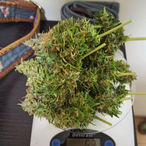 4 CREAM CARAMEL (1-4)  growlog photo: CARAMEL 1