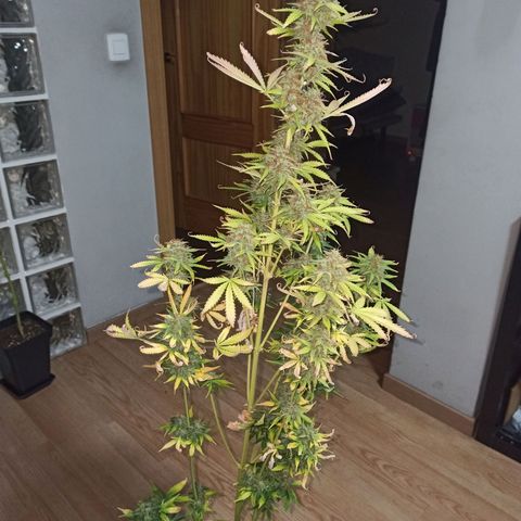 4 CREAM CARAMEL (1-4)  growlog timeline photo
