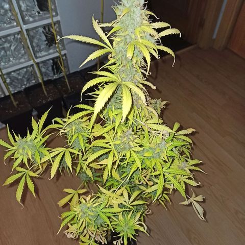 4 CREAM CARAMEL (1-4)  growlog photo: caramel 2