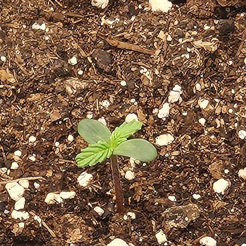 Quick ones growlog photo: 3de seedling van broer waarschijnlijk 