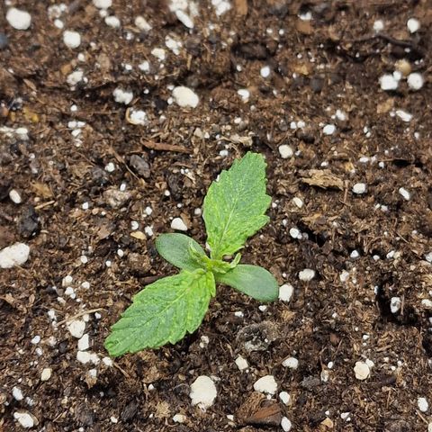 Quick ones growlog photo: 3de seedling ziet er niet goed uit.... fasty groter dan tweede seedling