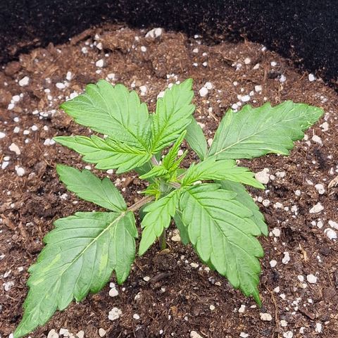 Quick ones growlog photo: 3de seedling ziet er niet goed uit.... fasty groter dan tweede seedling