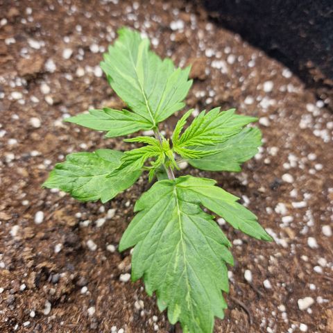 Quick ones growlog photo: 3de seedling ziet er niet goed uit.... fasty groter dan tweede seedling