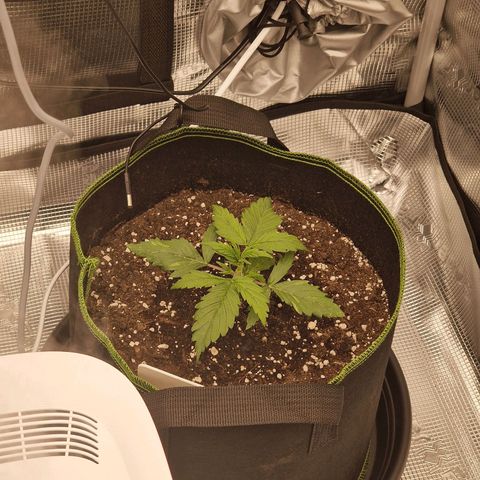 Quick ones growlog timeline photo