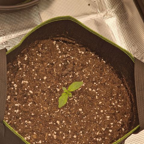 Quick ones growlog timeline photo