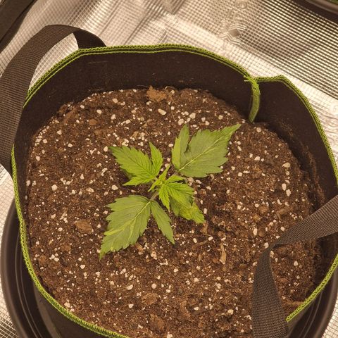 Quick ones growlog timeline photo
