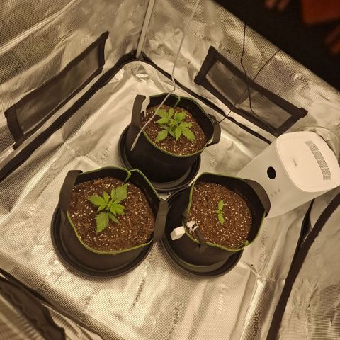 Quick ones growlog photo: 4de seedling was aant rotten. Dus met 3 verder. 2 quick ones en andere kan hetzelfde zijn of big devil. Afwachten