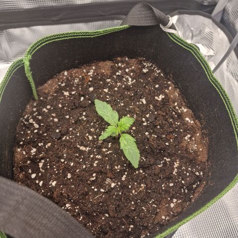 Quick ones growlog timeline photo