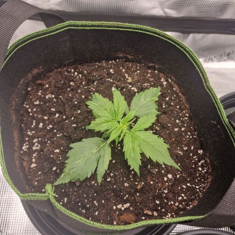 Quick ones growlog timeline photo