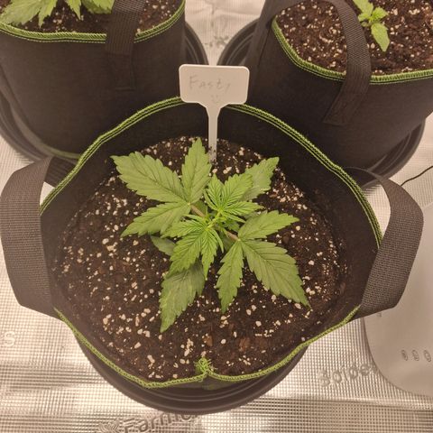 Quick ones growlog timeline photo