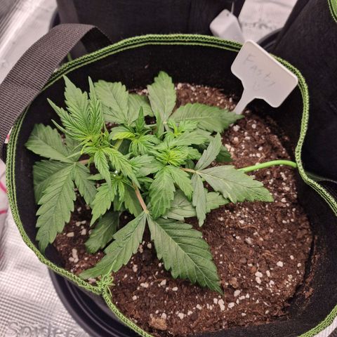 Quick ones growlog timeline photo