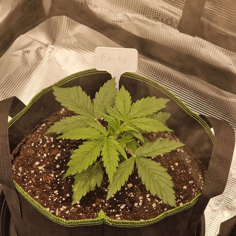 Quick ones growlog timeline photo