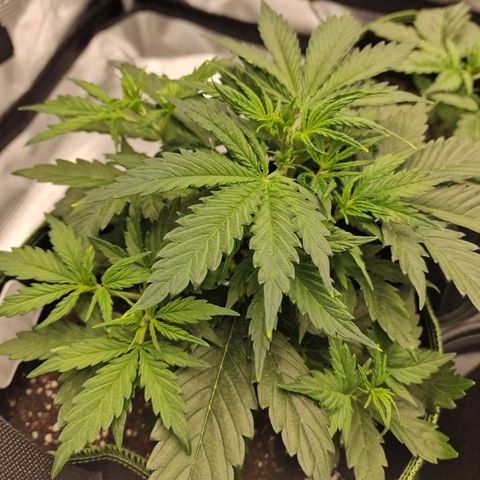 Quick ones growlog timeline photo