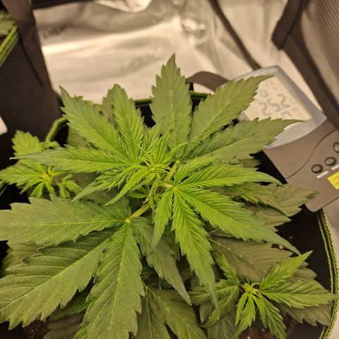 Quick ones growlog timeline photo