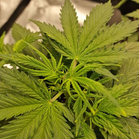 Quick ones growlog timeline photo