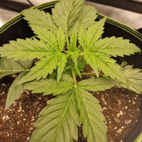 Quick ones growlog timeline photo