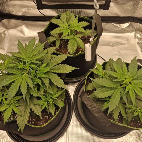 Quick ones growlog timeline photo