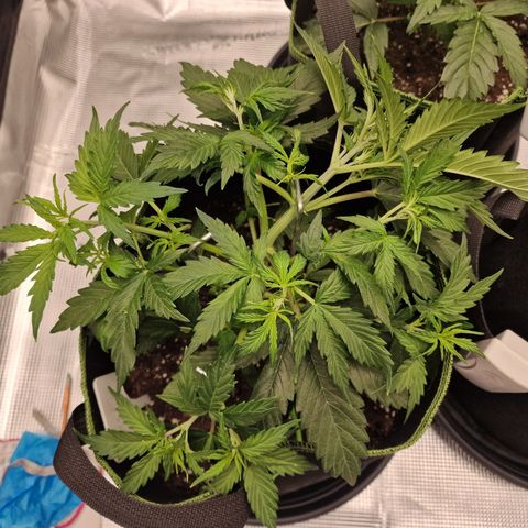 Quick ones growlog photo: Little bit more lst 
