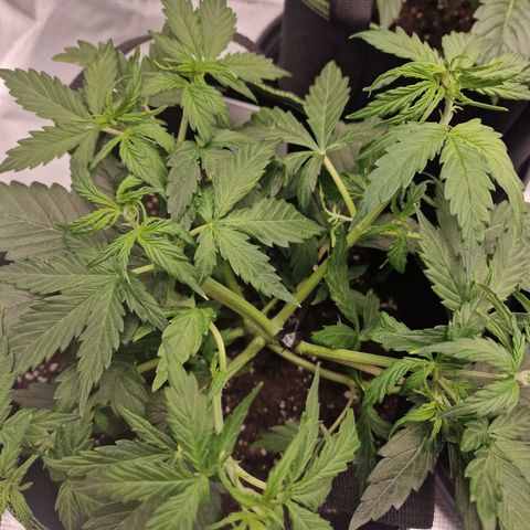 Quick ones growlog timeline photo