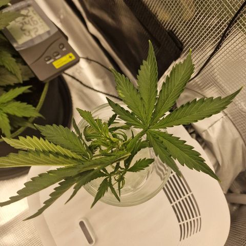 Quick ones growlog timeline photo