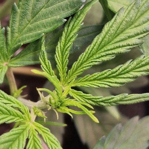 Quick ones growlog photo: Into flower