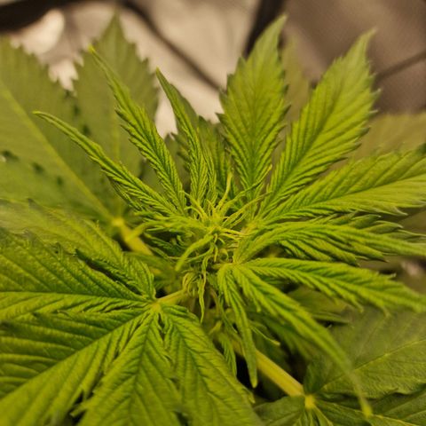 Quick ones growlog photo: Into flower