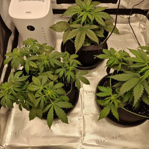 Quick ones growlog timeline photo