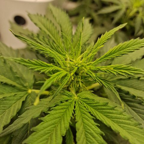 Quick ones growlog timeline photo