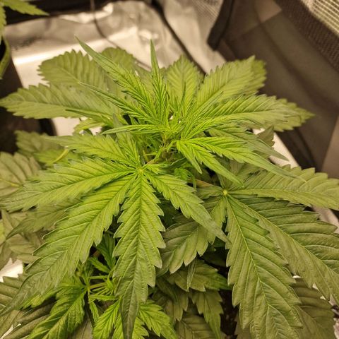 Quick ones growlog timeline photo