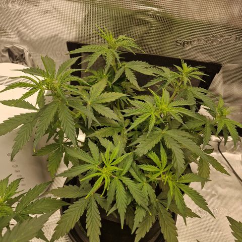 Quick ones growlog timeline photo