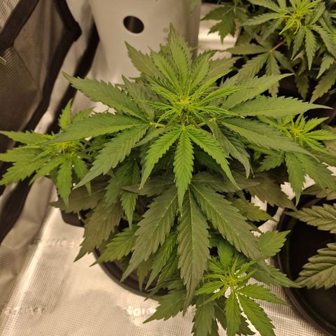 Quick ones growlog timeline photo