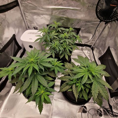 Quick ones growlog timeline photo