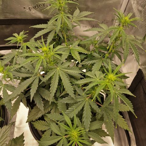 Quick ones growlog timeline photo