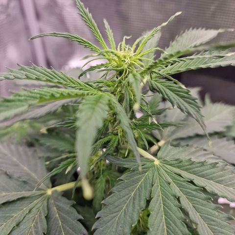 Quick ones growlog timeline photo