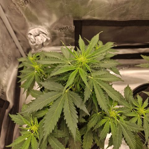 Quick ones growlog timeline photo
