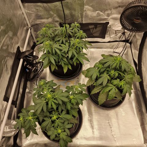 Quick ones growlog photo: Before after giving water