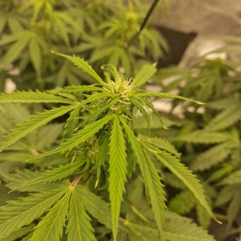 Quick ones growlog timeline photo