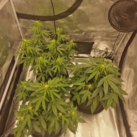 Quick ones growlog timeline photo