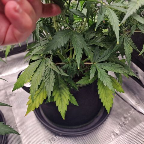 Quick ones growlog timeline photo