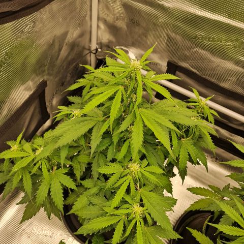 Quick ones growlog photo: More happy 
