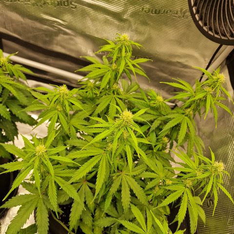 Quick ones growlog photo: More happy 