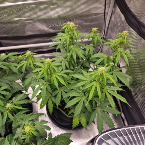 Quick ones growlog timeline photo