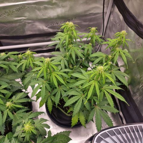 Quick ones growlog timeline photo