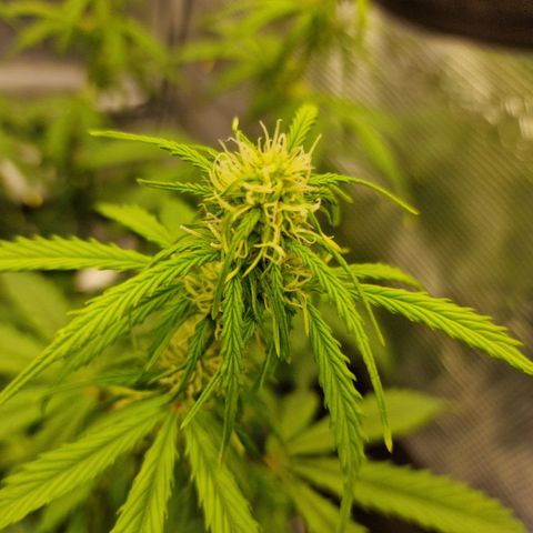 Quick ones growlog timeline photo