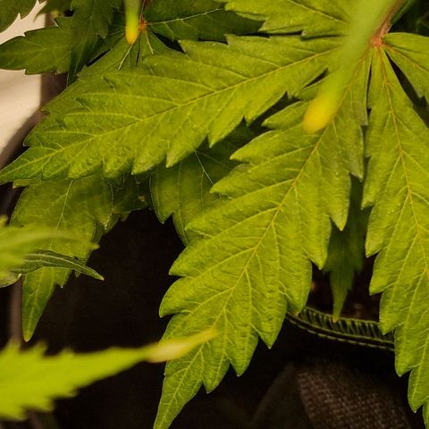 Quick ones growlog timeline photo