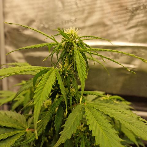 Quick ones growlog timeline photo