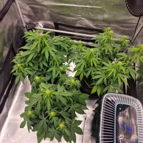 Quick ones growlog timeline photo