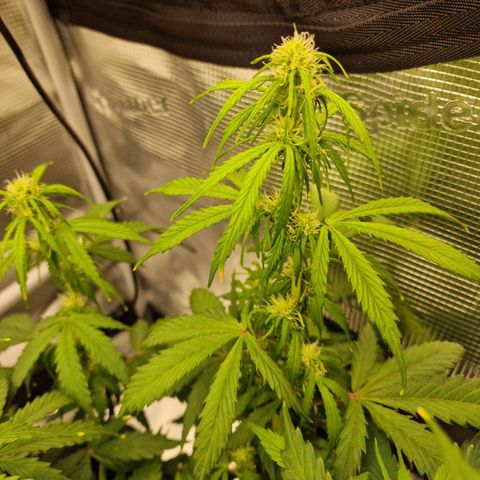 Quick ones growlog timeline photo