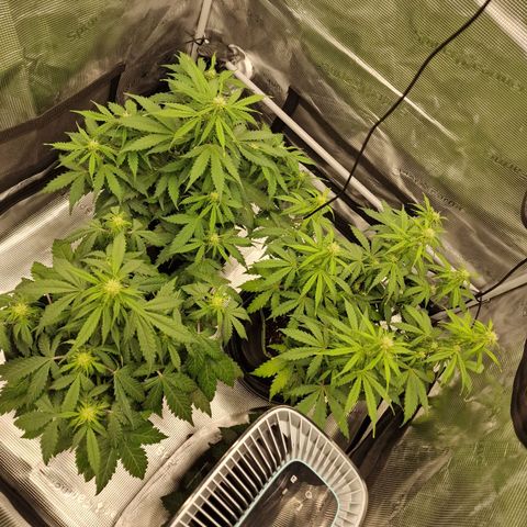 Quick ones growlog timeline photo